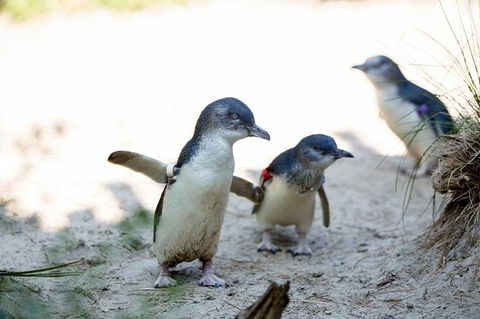 Melbourne Zoo General Entry Ticket - Darwin Holiday 5