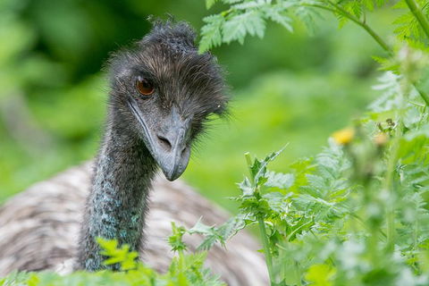 Small-Group Grampians Great Wilderness Escape Day Trip With Hiking - Darwin Holiday 11