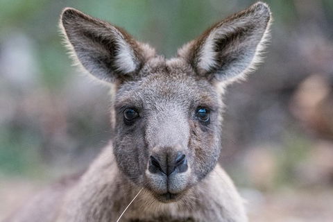 Small-Group Grampians Great Wilderness Escape Day Trip With Hiking - Darwin Holiday 5