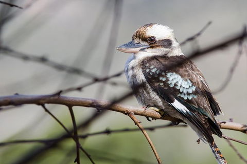 Small-Group Grampians Great Wilderness Escape Day Trip With Hiking - Darwin Holiday 10