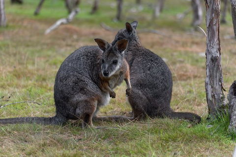 Phillip Island Penguin Parade Express Tour From Melbourne - Darwin Holiday 1