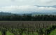 Yarra Valley Winery Tour From Melbourne Including Lunch And Yarra Valley Chocolaterie - thumb 6