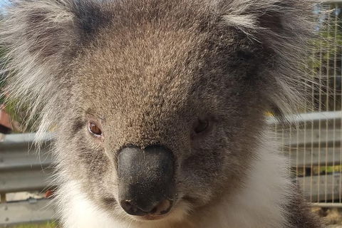 Full-Day Great Ocean Road Tour From Melbourne - Darwin Holiday 6