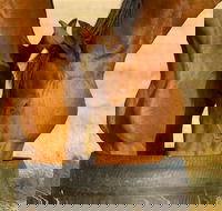 Champion Racehorse Tour with Beer and Wine Tasting - Darwin Holiday