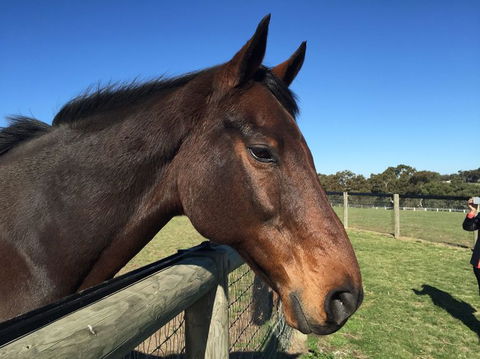 Champion Racehorse Tour With Beer And Wine Tasting - Darwin Holiday 5
