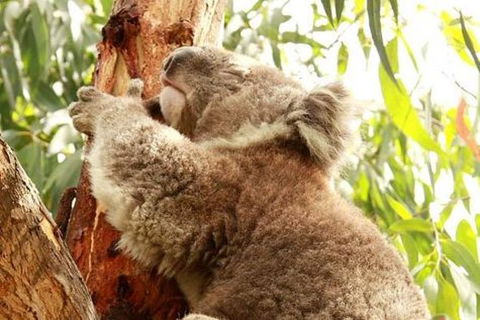 Small-Group Phillip Island Day Trip From Melbourne - Darwin Holiday 4