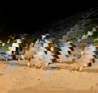 Phillip Island  Maru Koala and Animal Park Full-day Tour - Darwin Holiday