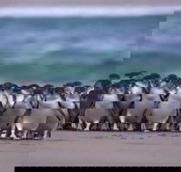 Premium Penguin Express Tour from Melbourne - Darwin Holiday