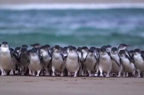 Premium Penguin Express Tour From Melbourne - Darwin Holiday 0