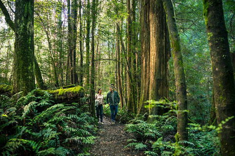 Private Great Ocean Road And Twelve Apostles Tour From Melbourne - Darwin Holiday 4