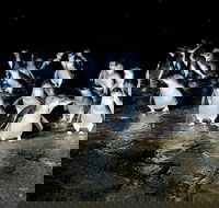 Private Phillip Island Penguin Parade Tour - Darwin Holiday