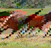 Living Legends Champion Racehorse Guided Tour - Darwin Holiday