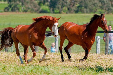 Living Legends Champion Racehorse Guided Tour - Darwin Holiday 0