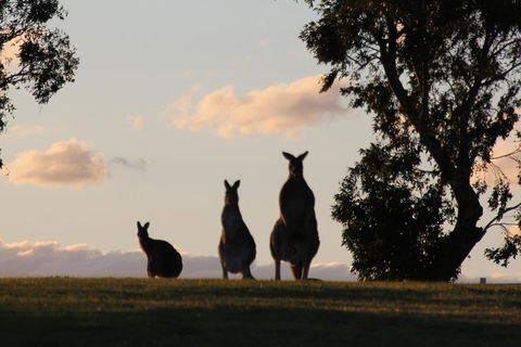 Living Legends Champion Racehorse Guided Tour - Darwin Holiday 1