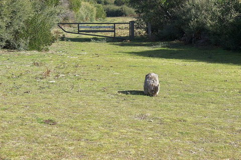 Wilsons Promontory Walking And Sightseeing Tour From Phillip Island - Darwin Holiday 9