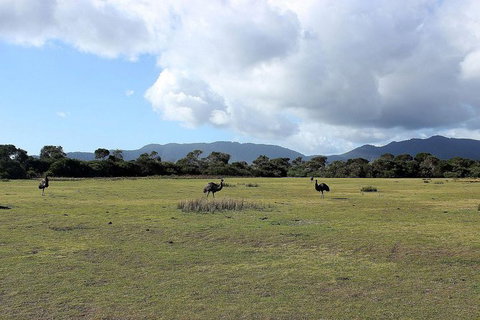 Wilsons Promontory Walking And Sightseeing Tour From Phillip Island - Darwin Holiday 8