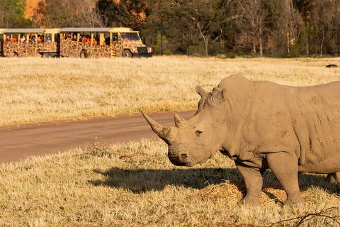 Sunset Safari At Werribee Open Range Zoo - Darwin Holiday 6