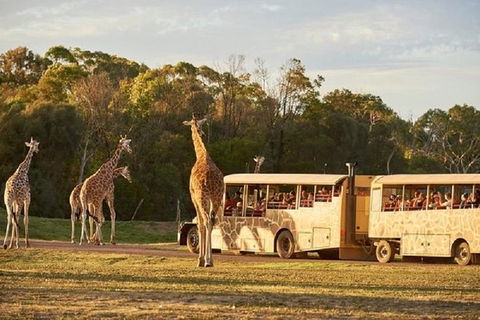 Sunset Safari At Werribee Open Range Zoo - Darwin Holiday 2