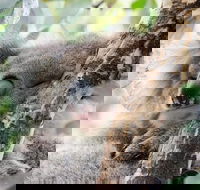 Great Ocean Road Reverse Itinerary and Phillip Island 2 Day Wildlife Encounter - Darwin Holiday