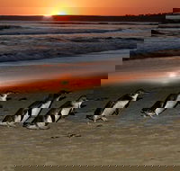 Phillip Island Penguin Parade Day Trip with Koala Park - Darwin Holiday