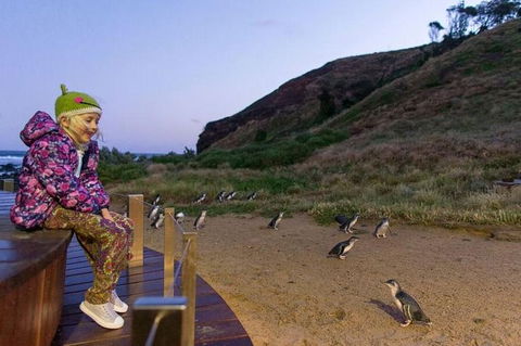 Phillip Island Penguin Parade Day Trip With Koala Park - Darwin Holiday 6