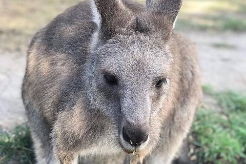 Phillip Island Kangaroos, Koalas And Penguin Parade Tour - Darwin Holiday 1