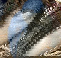 Phillip Island Kangaroos Koalas and Penguin parade tour - Darwin Holiday