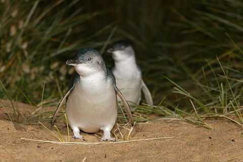 Boutique Journey To Phillip Island With Penguin Parade In Stylish Mercedes-Benz - Darwin Holiday 1