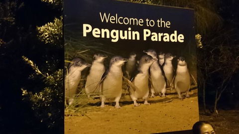 Boutique Journey To Phillip Island With Penguin Parade In Stylish Mercedes-Benz - Darwin Holiday 2