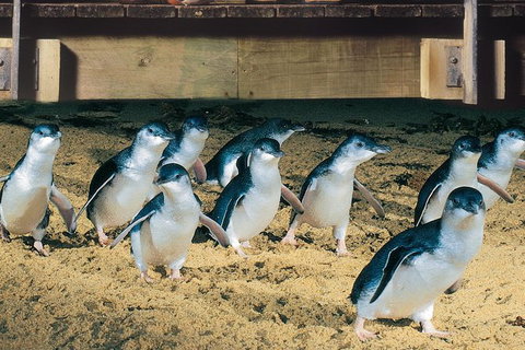 Half Day Phillip Island Penguin Parade PLUS Tour - Darwin Holiday 0
