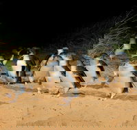 Private Tour to Phillip Island with Ranger Guided Experience - Darwin Holiday