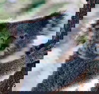 Private Tour Healesville Sanctuary Wildlife  Puffing Billy Steam Train - Darwin Holiday