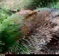 Private Nocturnal Wildlife Tour from Melbourne - Darwin Holiday