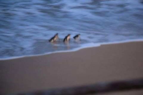 2-Day Great Ocean Road, Mornington Peninsula And Phillip Island Tour - Darwin Holiday 3