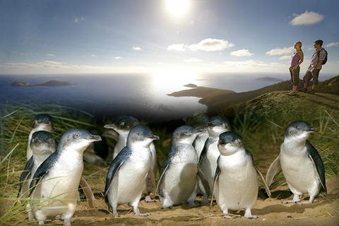 2-Day Phillip Island And Wilsons Promontory Tour From Melbourne - Darwin Holiday 1