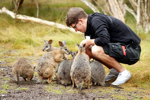 2-Day Phillip Island And Wilsons Promontory Tour From Melbourne - Darwin Holiday 8