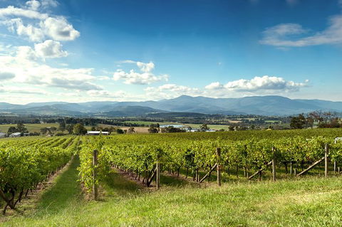 Yarra Valley Icons Guns Tour From Melbourne Including Lunch And Local Guide - Darwin Holiday 1