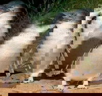 Private Phillip Island Penguin Tour with personal tour guide - Darwin Holiday