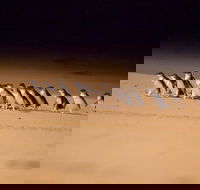 Melbourne Sightseeing Tour with Phillip Island Penguins and Great Ocean Road - Darwin Holiday