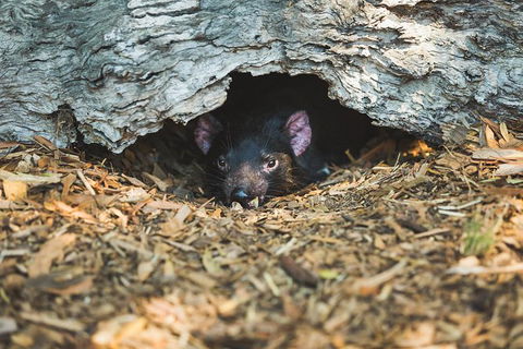 Melbourne Sightseeing Tour With Phillip Island Penguins And Great Ocean Road - Darwin Holiday 4