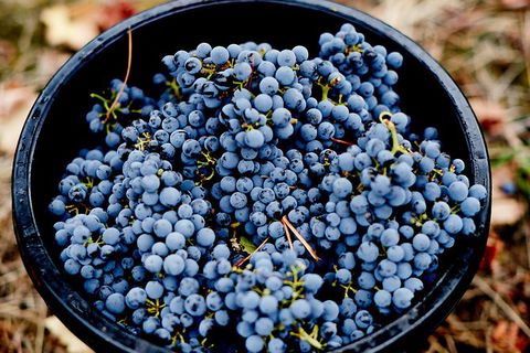 Melbourne City Tour And Half Day Yarra Valley In One Day - Darwin Holiday 2