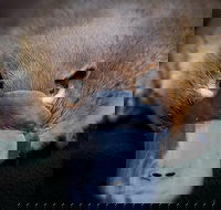 Meet a Platypus at Healesville Sanctuary - Darwin Holiday