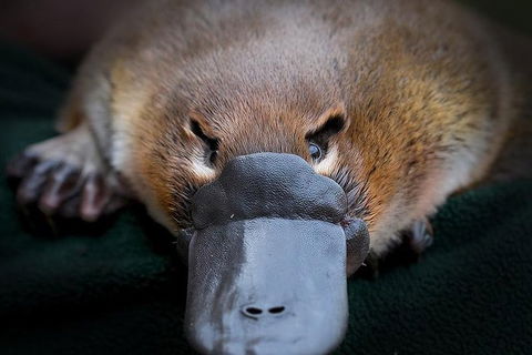 Meet A Platypus At Healesville Sanctuary - Darwin Holiday 0