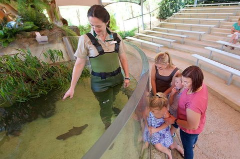 Meet A Platypus At Healesville Sanctuary - Darwin Holiday 1