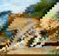 Werribee Open Range Zoo General Admission Ticket - Darwin Holiday