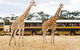 Werribee Open Range Zoo General Admission Ticket - thumb 2