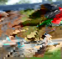 Puffing Billy Train Day Trip Including Healesville Sanctuary from Melbourne - Darwin Holiday