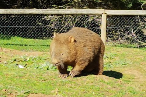 Pure Nature - Phillip Island, Penguins & Exclusive Wildlife Sanctuary Encounter - Darwin Holiday 4