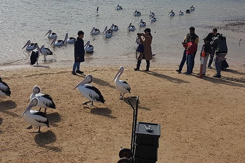 Pure Nature - Phillip Island, Penguins & Exclusive Wildlife Sanctuary Encounter - Darwin Holiday 2