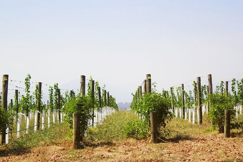 Private Tour: Yarra Valley Wineries With Wine Tastings - Darwin Holiday 10